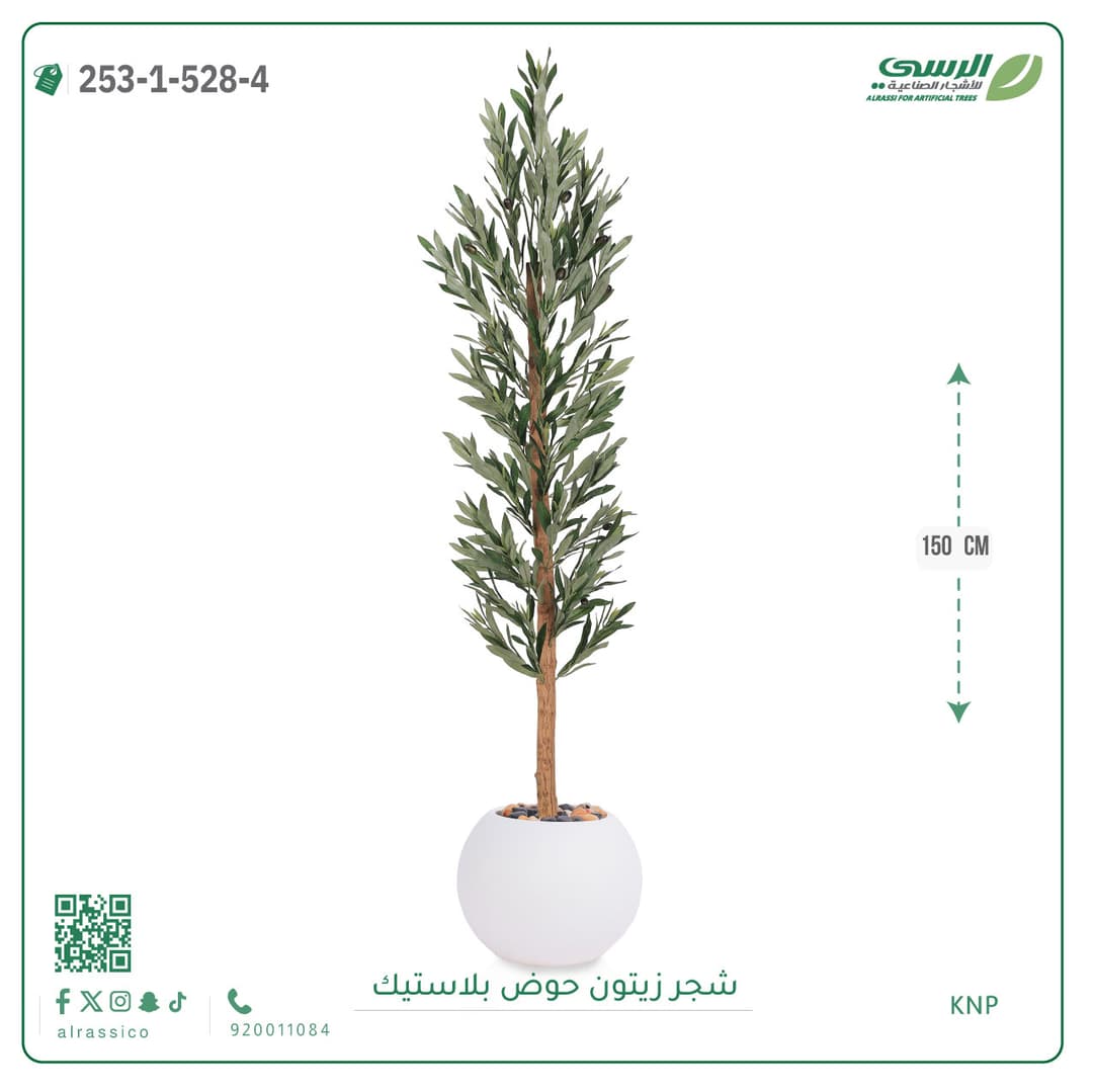 شجر زيتون حوض بلاستيك دائرى