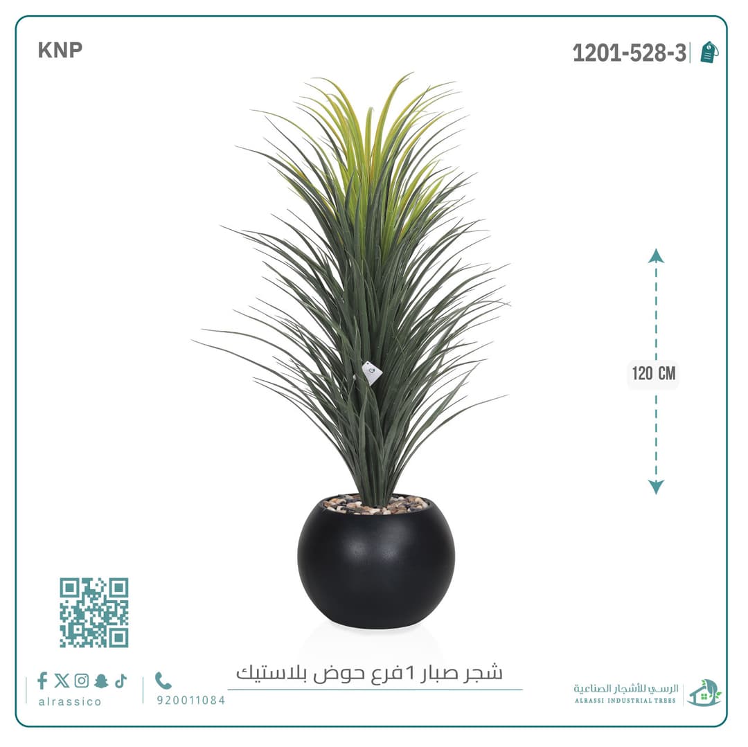 شجرة صبار مركن دائري 
