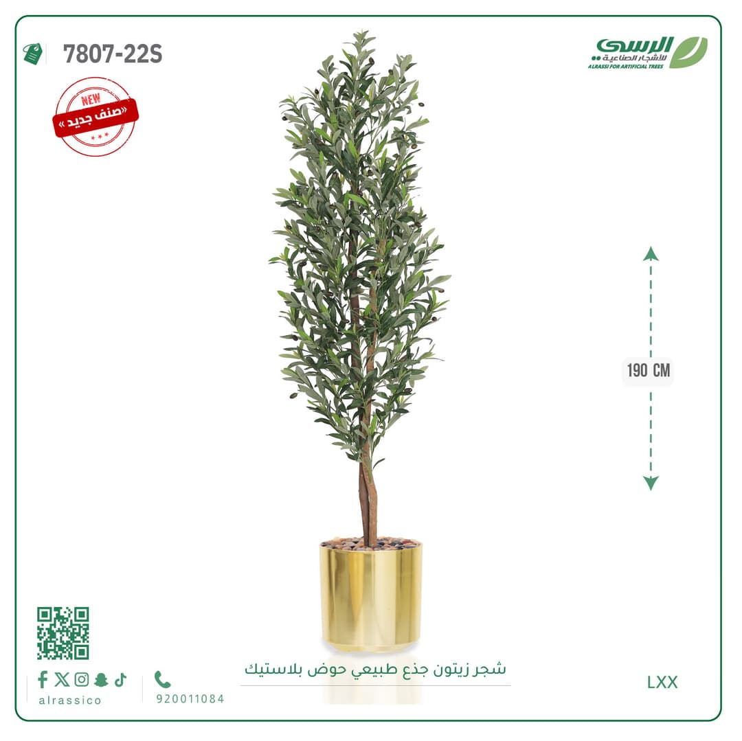 شجرة زيتون جذع طبيعي حوض بلاستيك