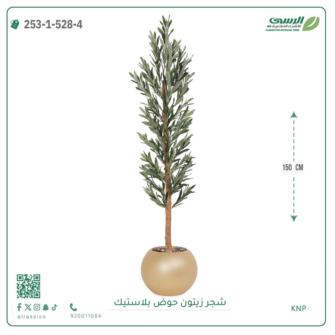 شجر زيتون حوض بلاستيك دائرى