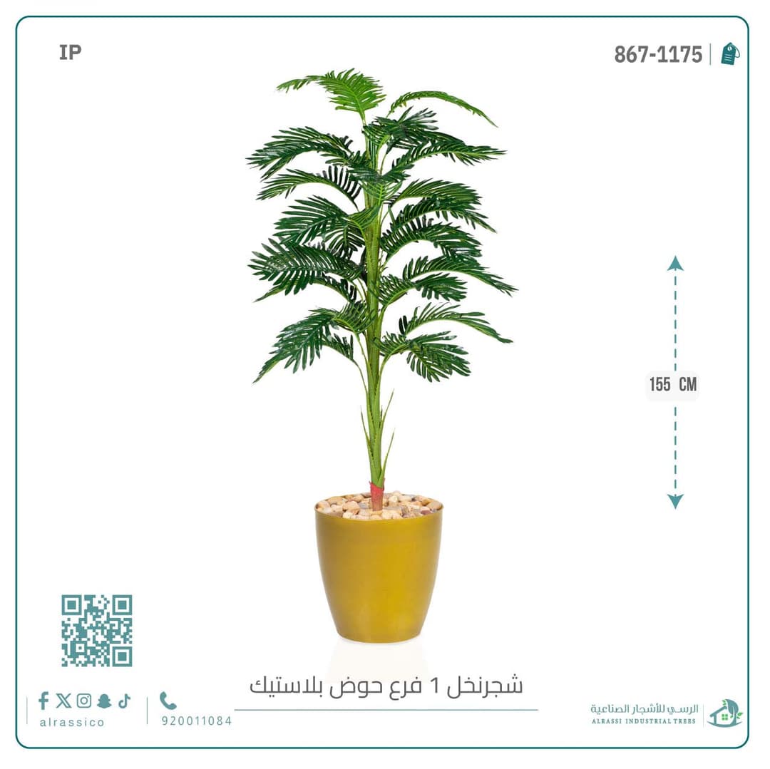 شجر نخل بمركن بلاستيك 