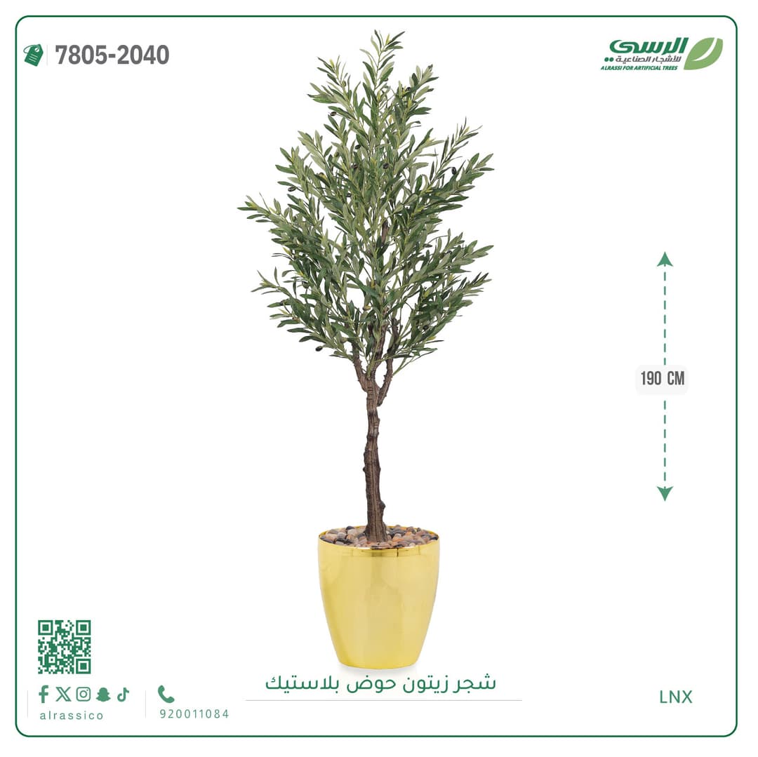 شجرة زيتون حوض بلاستيك