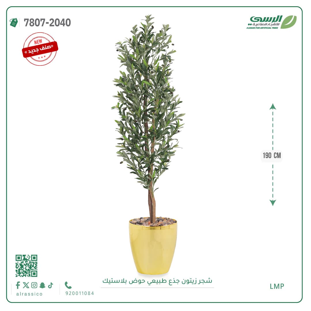 شجرة زيتون جذع طبيعي حوض بلاستيك