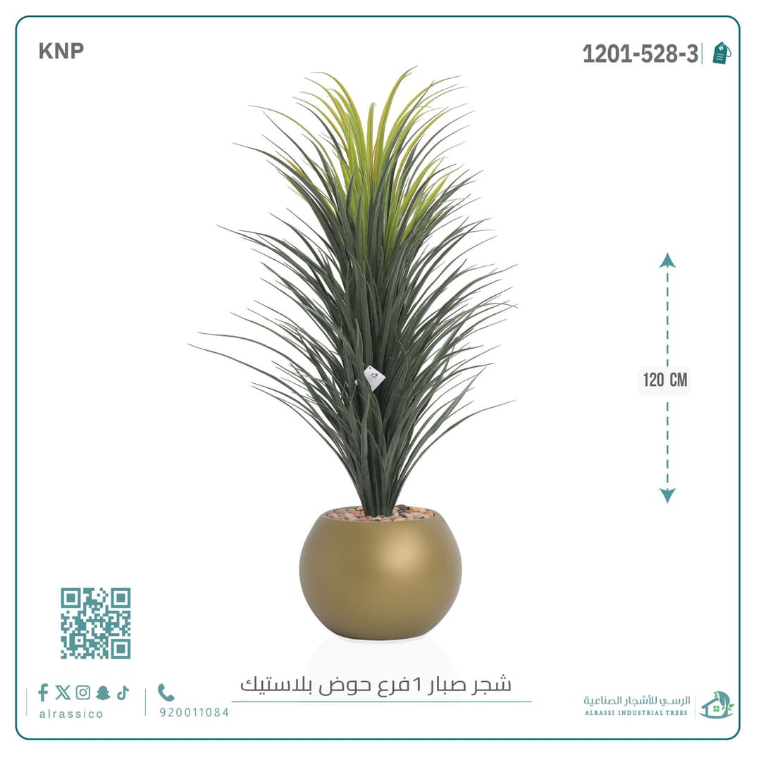 شجرة صبار مركن دائري 