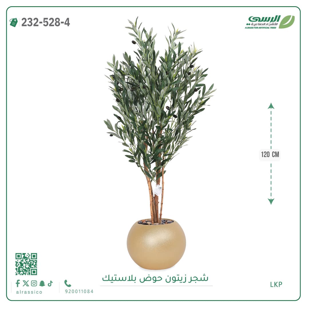 شجر زيتون حوض بلاستيك دائرى