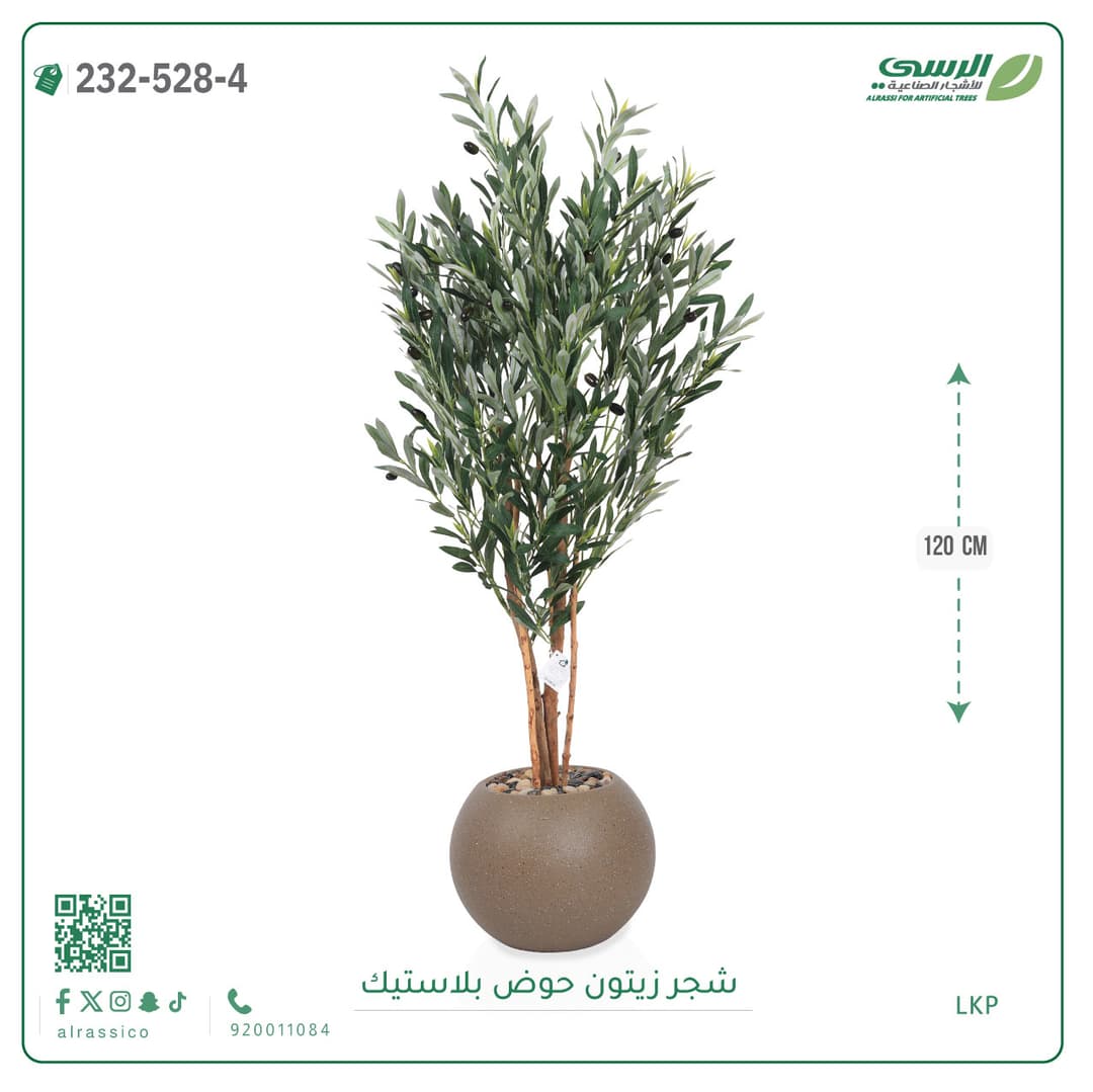 شجر زيتون حوض بلاستيك دائرى