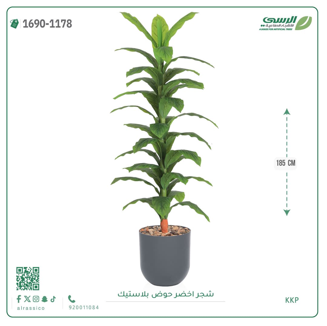 شجر اخضر حوض بلاستيك