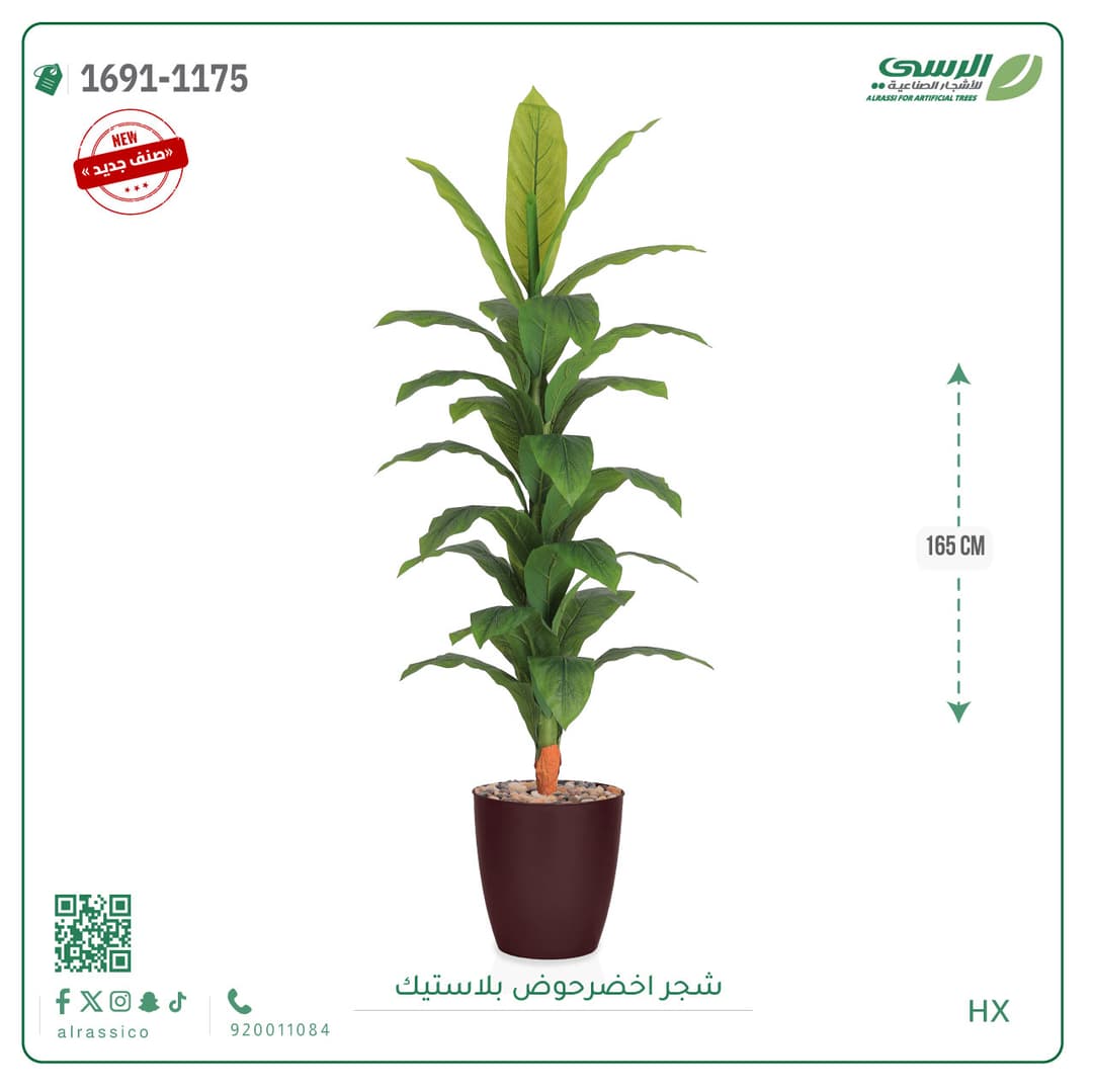 شجر موزمقاس 155 سم 