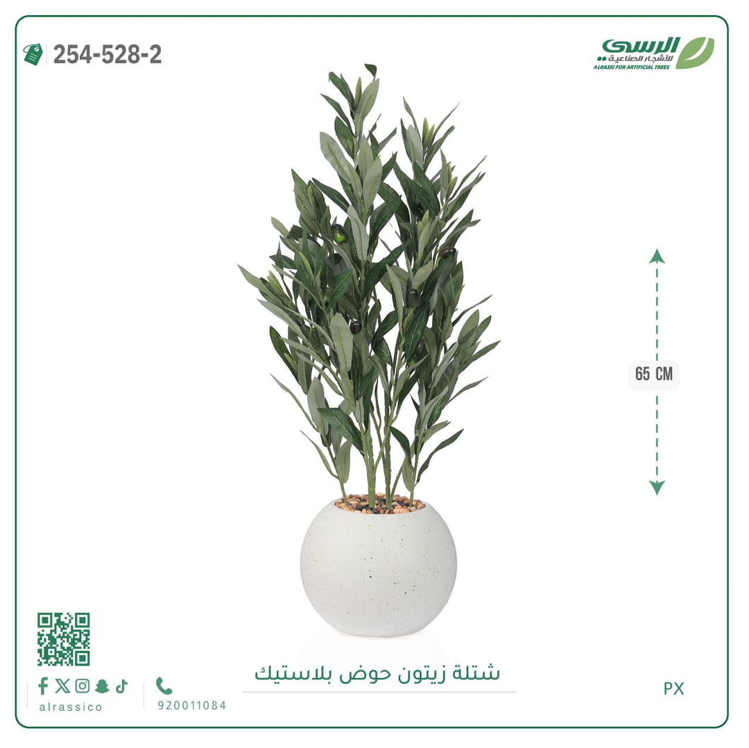 شتلة زيتون حوض بلاستيك
