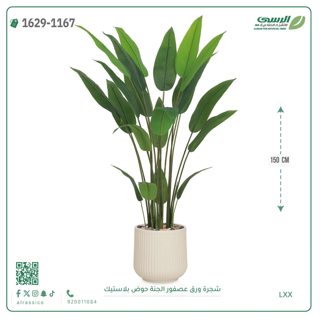 شجرة ورق عصفور الجنة حوض بلاستيك