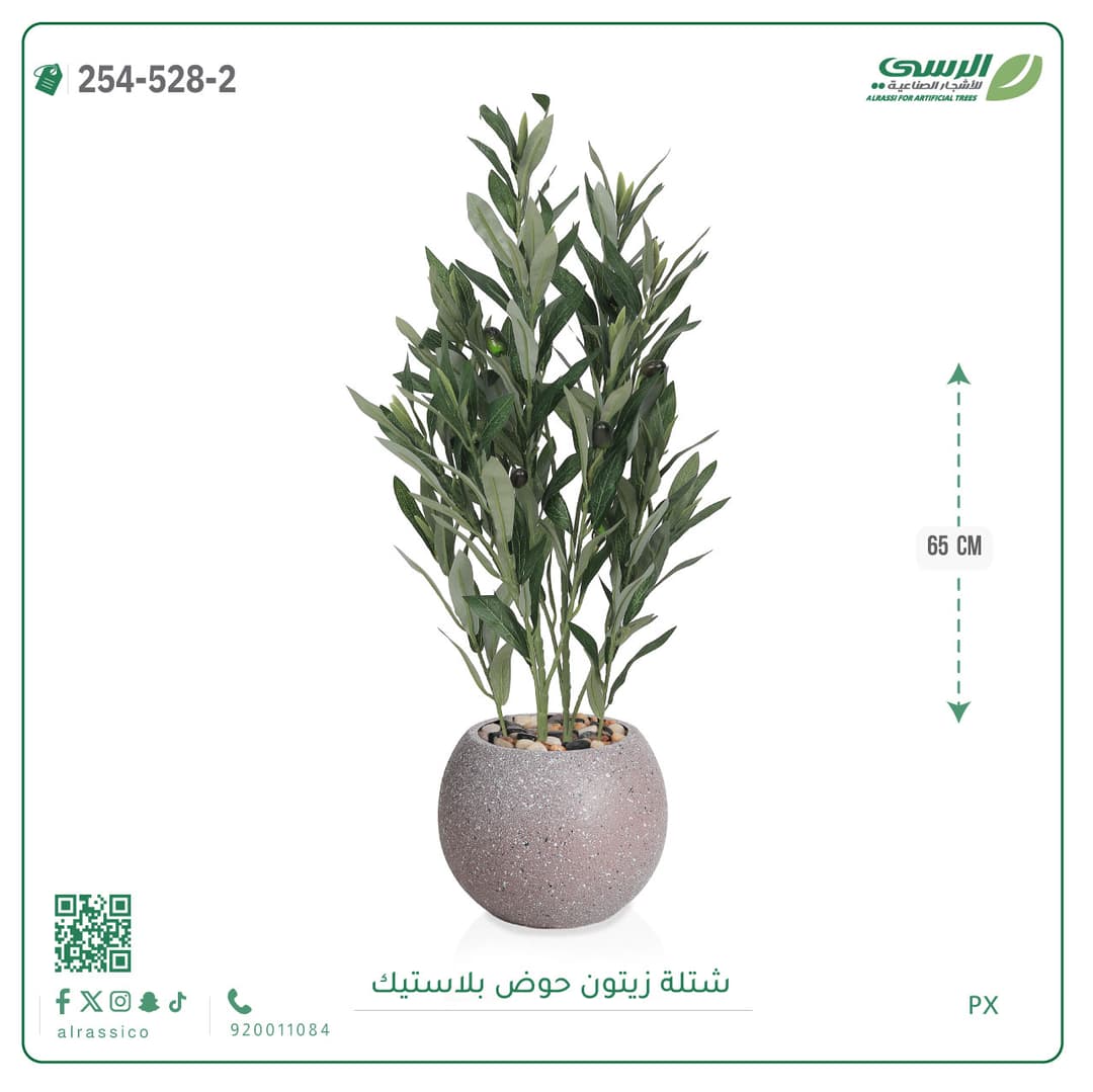 شتلة زيتون حوض بلاستيك