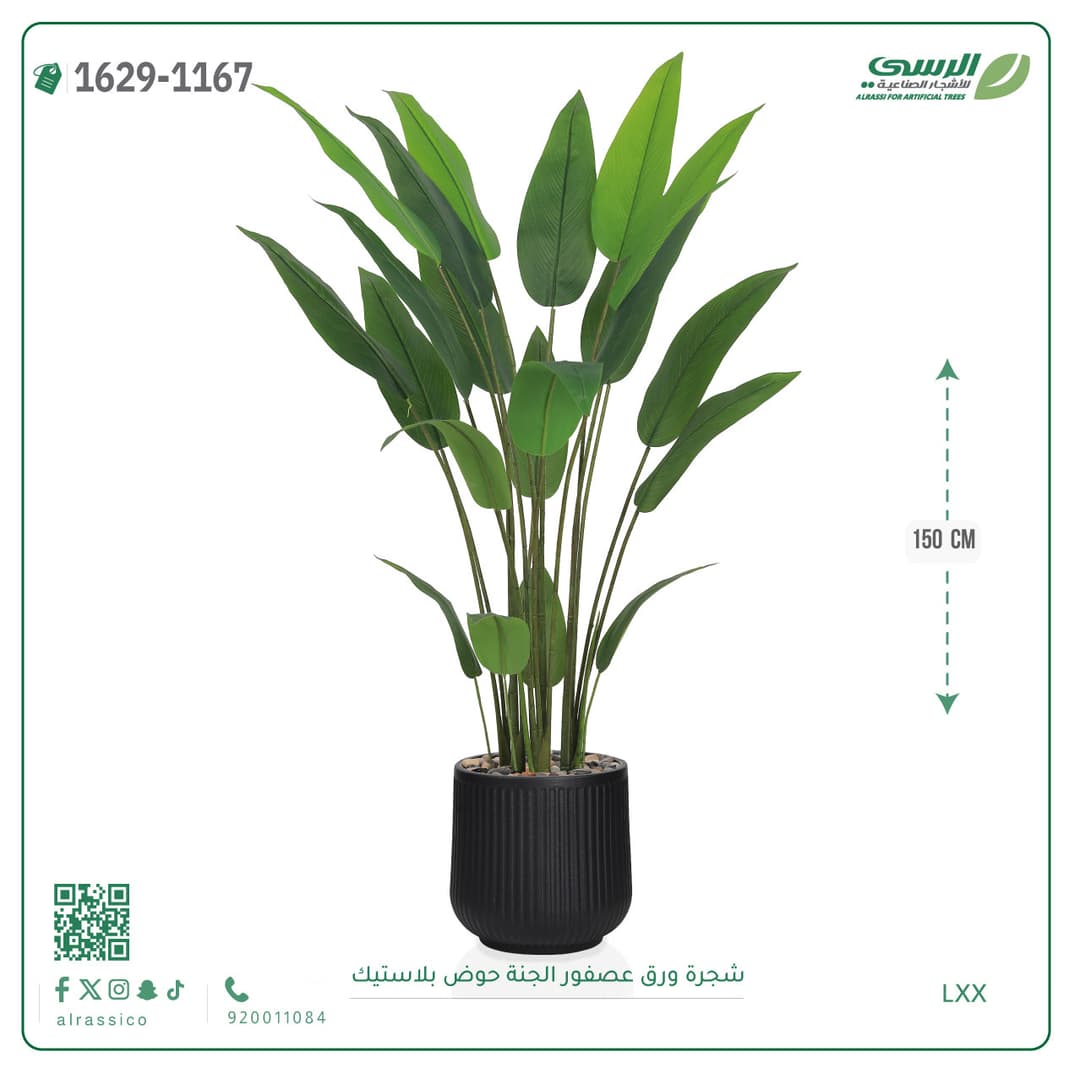 شجرة ورق عصفور الجنة حوض بلاستيك