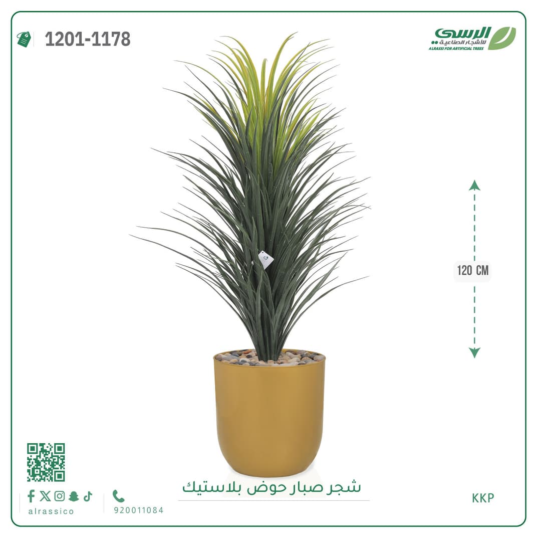 شجر صبار حوض بلاستيك دائري