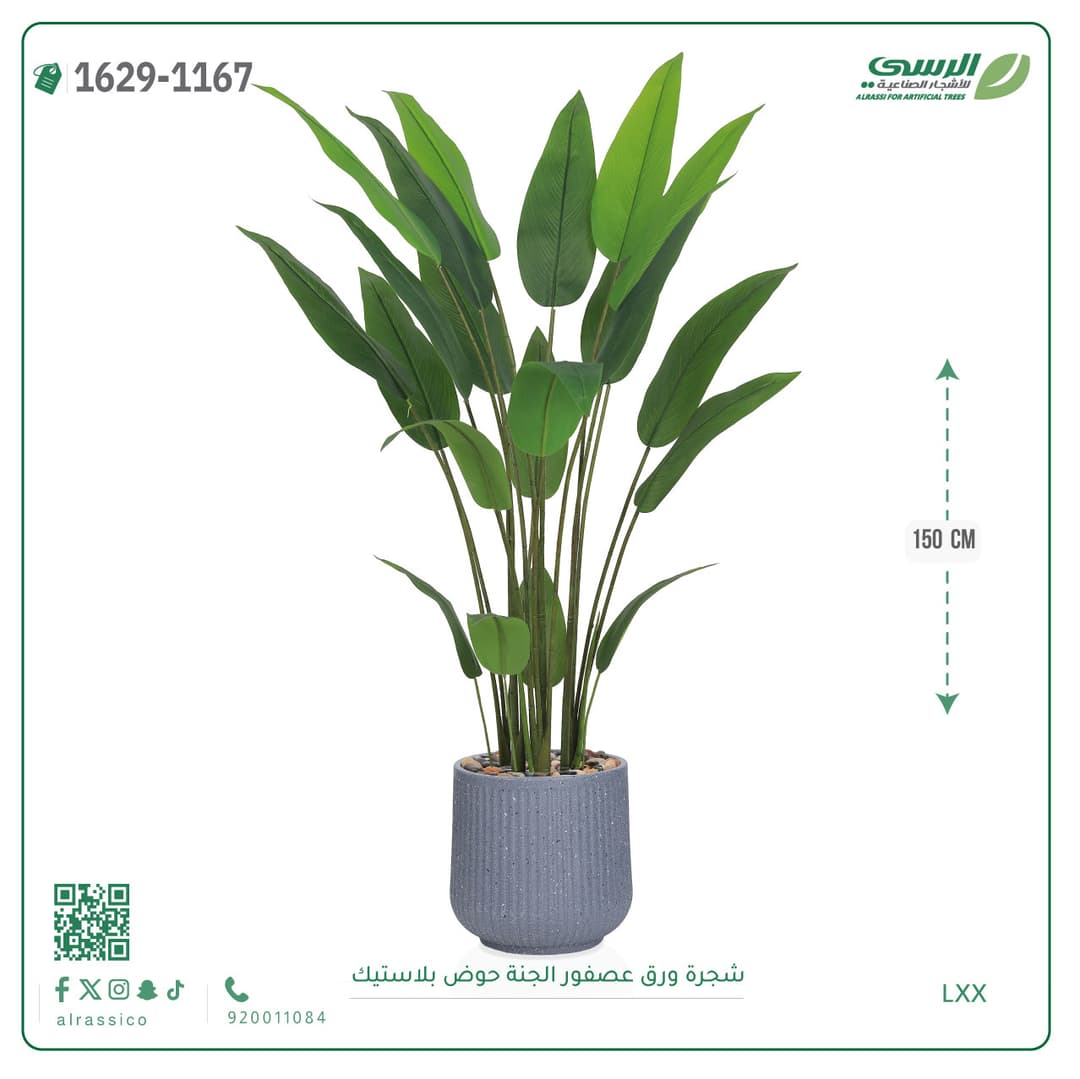 شجرة ورق عصفور الجنة حوض بلاستيك