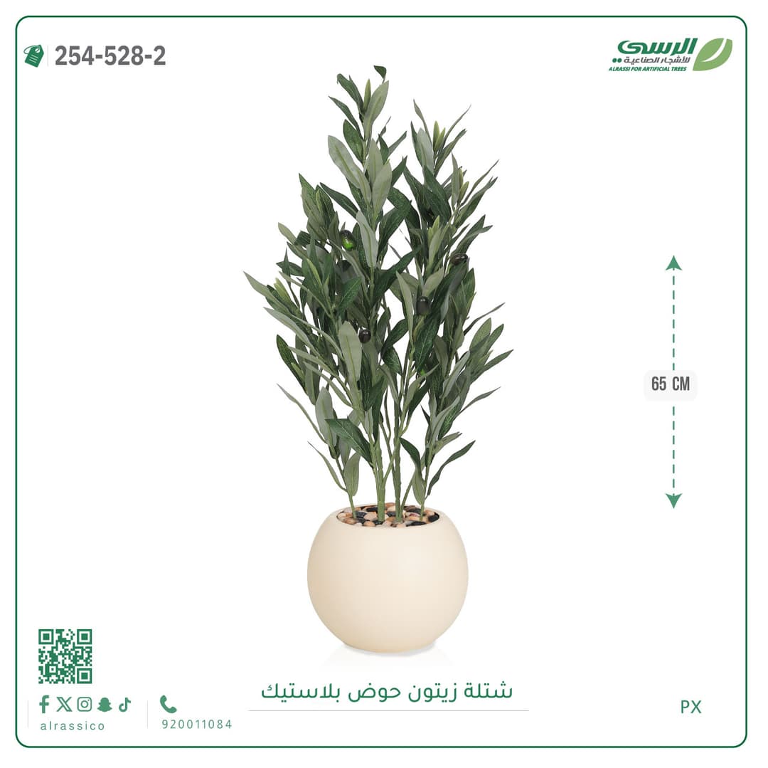 شتلة زيتون حوض بلاستيك