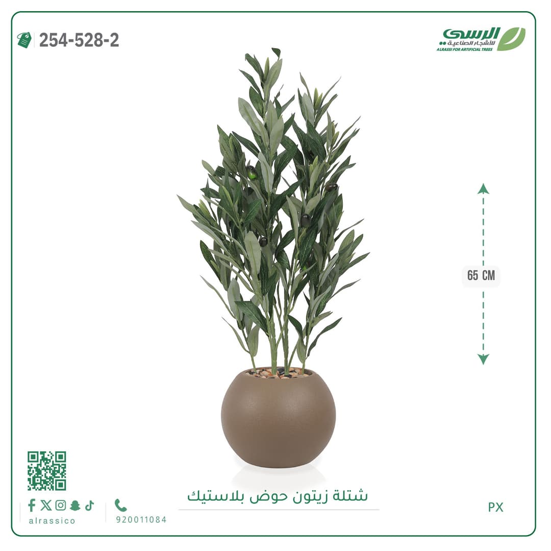 شتلة زيتون حوض بلاستيك