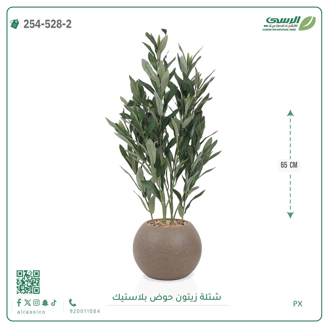 شتلة زيتون حوض بلاستيك