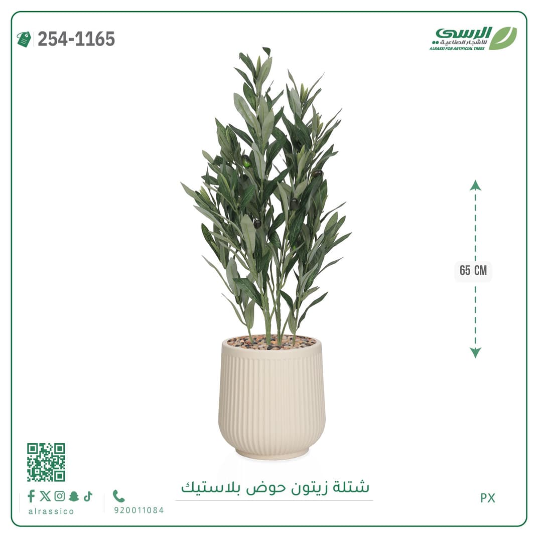 شتلات زيتون حوض بلاستيك