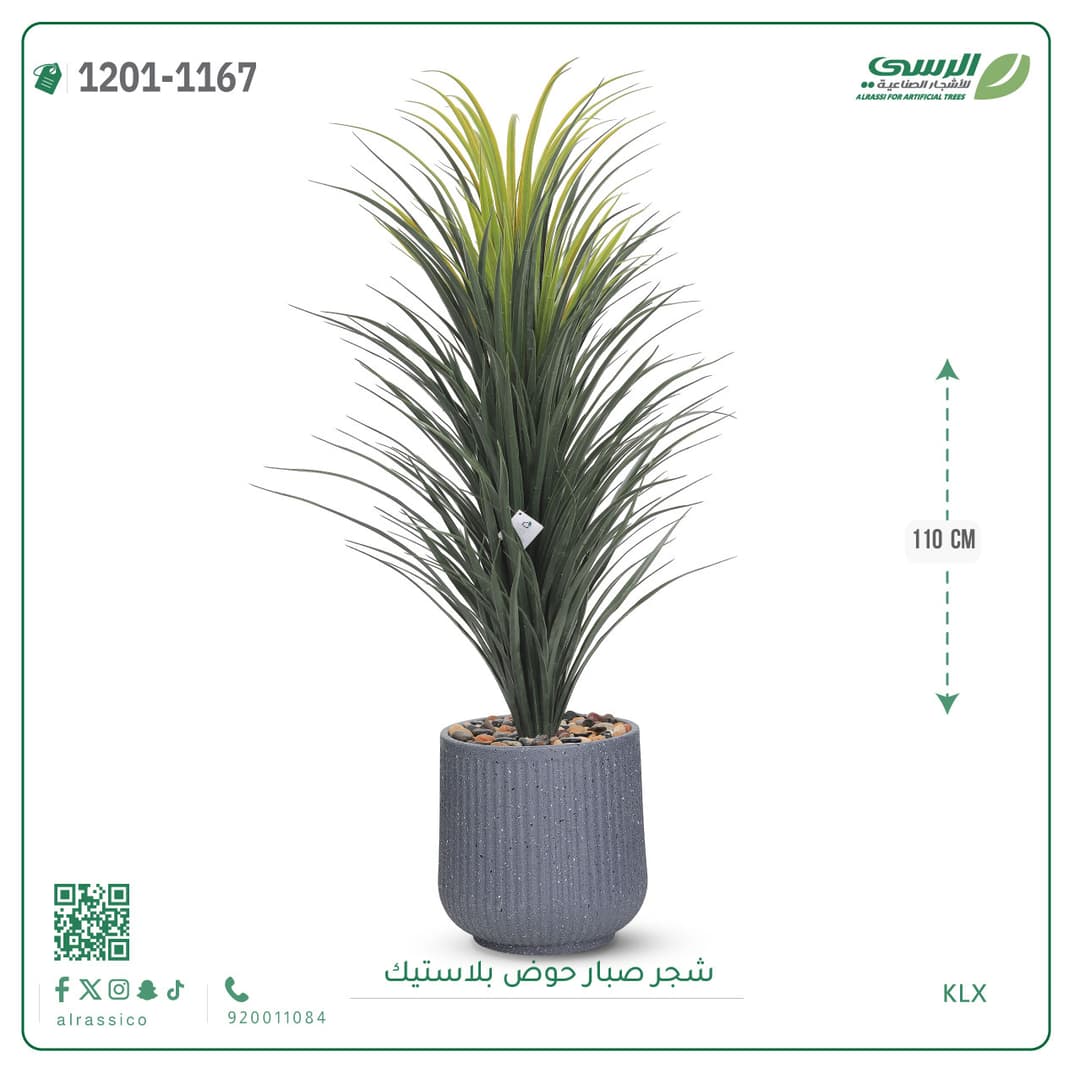 شجر صبار حوض بلاستيك مخطط