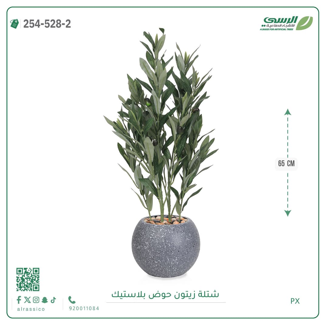 شتلة زيتون حوض بلاستيك