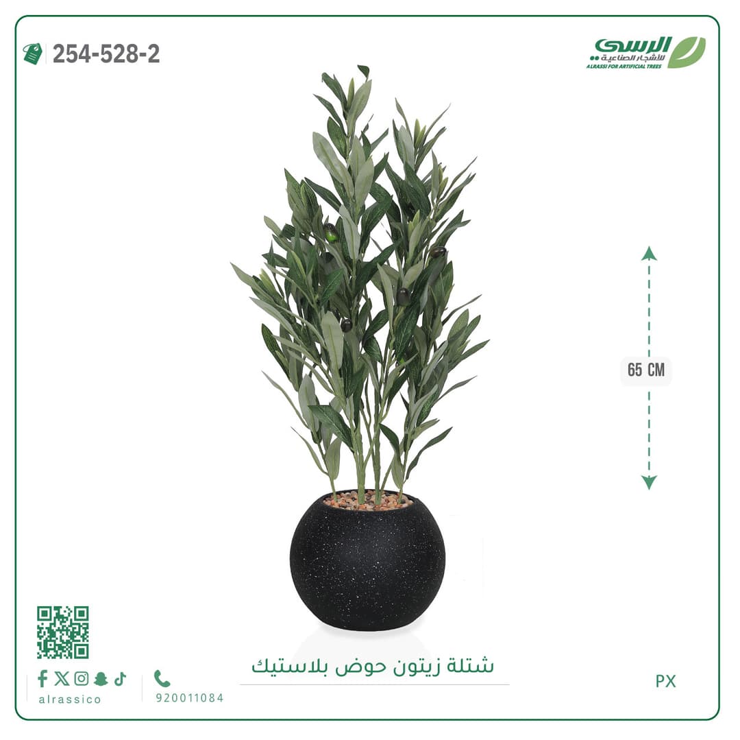 شتلة زيتون حوض بلاستيك