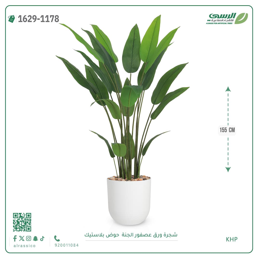 شجرة ورق عصفور الجنة حوض بلاستيك