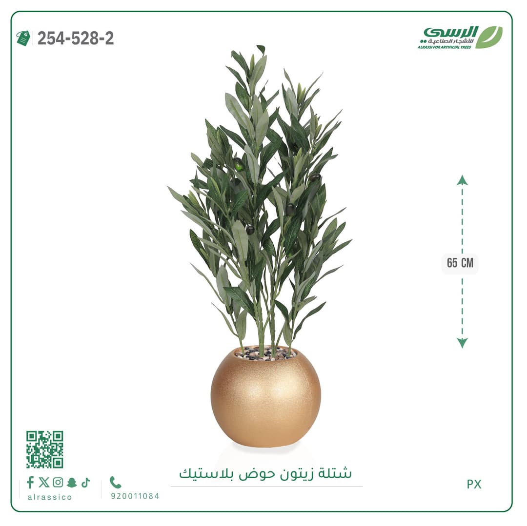 شتلة زيتون حوض بلاستيك