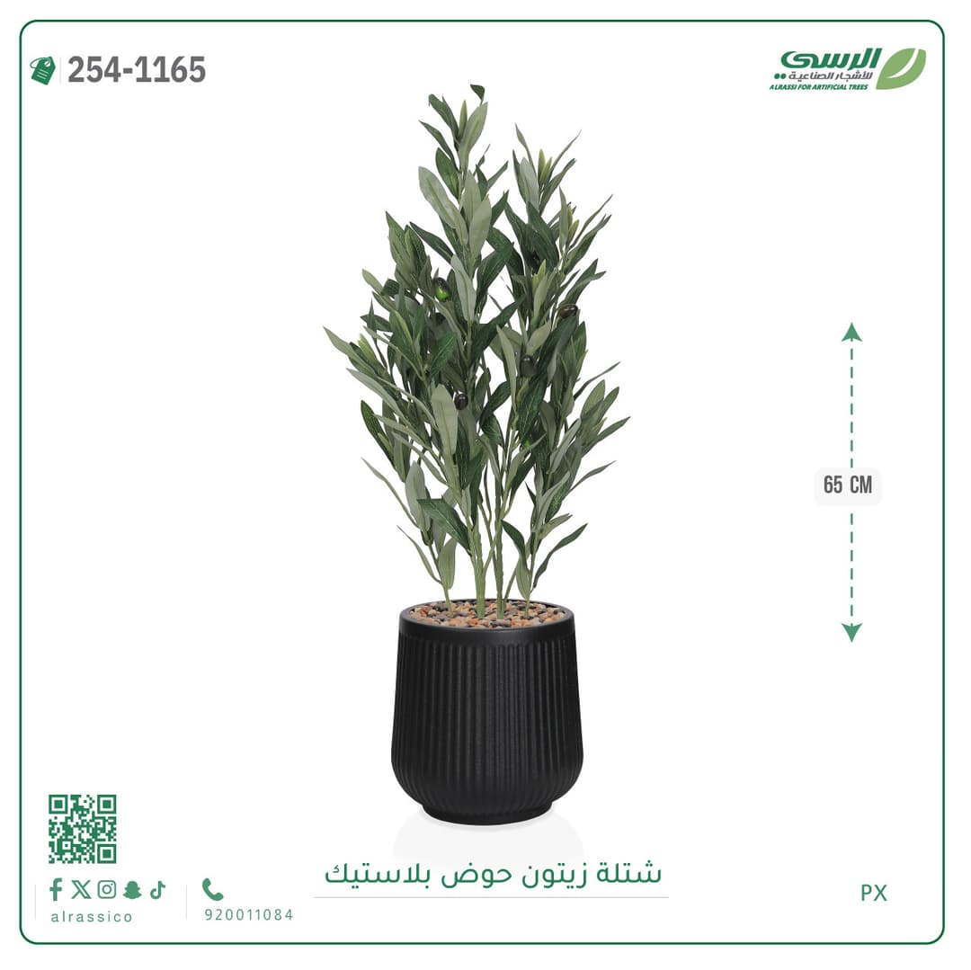 شتلات زيتون حوض بلاستيك